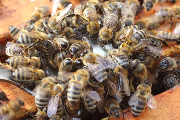 Le api prendono il miele da un cucchiaio — Foto Stock