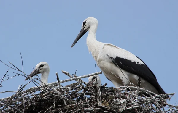 Young storks — Stock Photo, Image