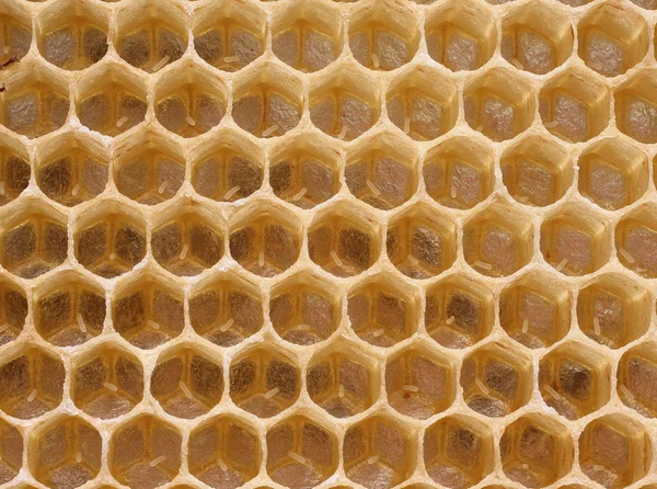 Королева бджола в затриманих клітинних яйцях — стокове фото