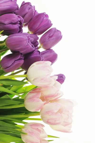 Tulpen — Stock Photo, Image