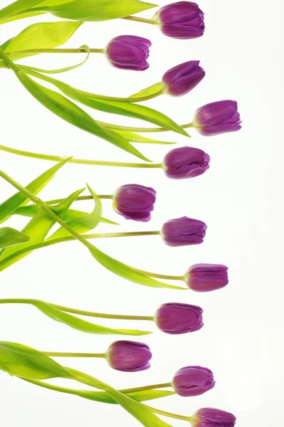 Tulpen — Stock Photo, Image