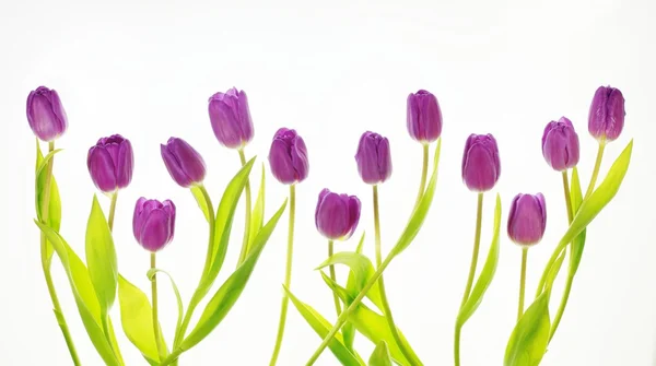 Тюльпанів — стокове фото