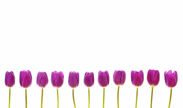 Tulpen. — Foto de Stock