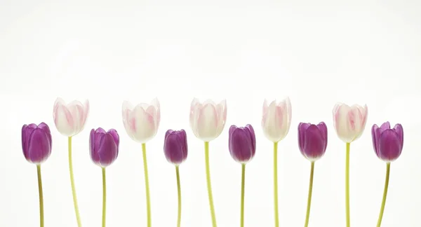 Tulpen... — Fotografia de Stock