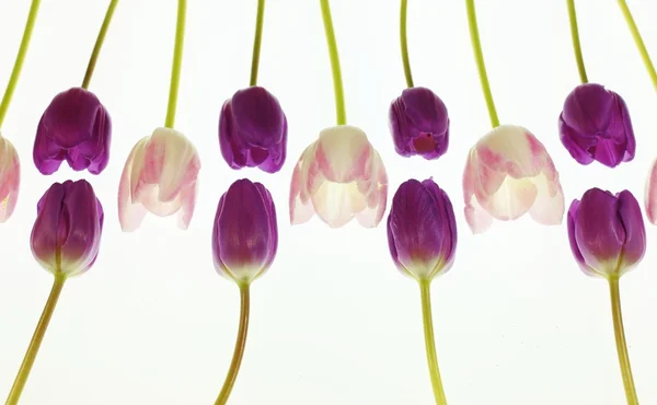 stock image Tulpen