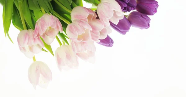Tulpen... Fotografias De Stock Royalty-Free