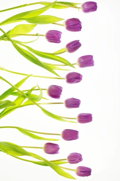 Tulpen... Imagem De Stock