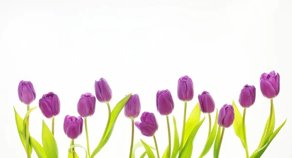 Tulpen... Imagens Royalty-Free