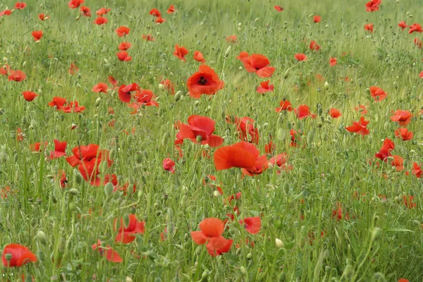 stock image Mohnblumen