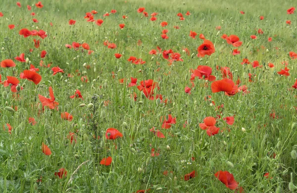 Stock image Mohnblumen