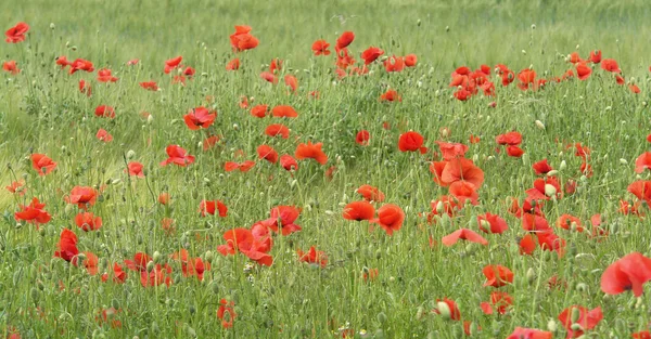 stock image Mohnblumen