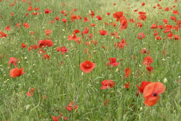 stock image Mohnblumen