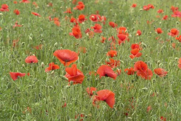 stock image Mohnblumen