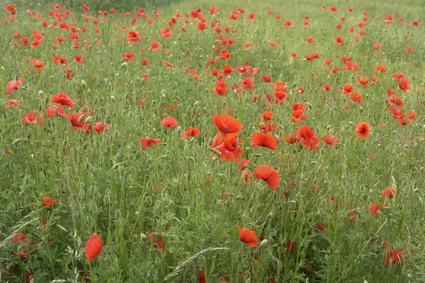 stock image Mohnblumen