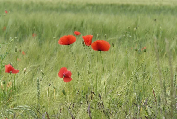 stock image Mohnblumen