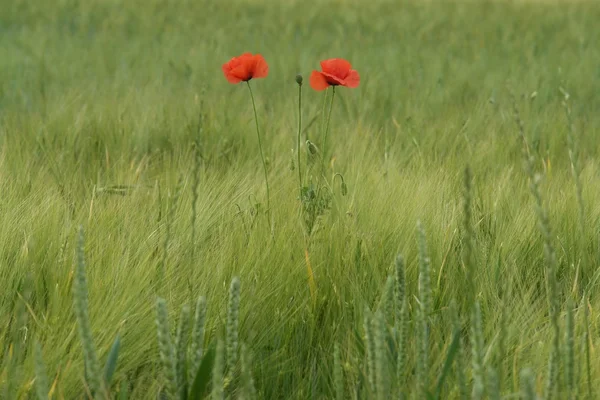 stock image Mohnblumen