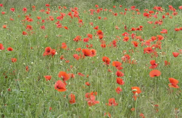 Stock image Mohnblumen