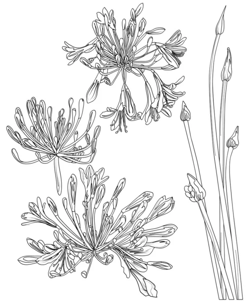 Flores gráficas — Archivo Imágenes Vectoriales