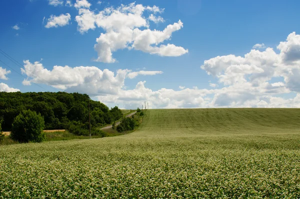 Buckwheat field on blue sky background