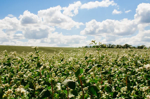 Buckwheat field on blue sky background — Stock Photo, Image
