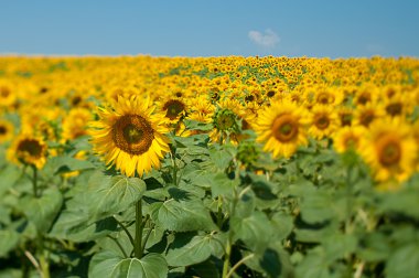 Sunflower field clipart