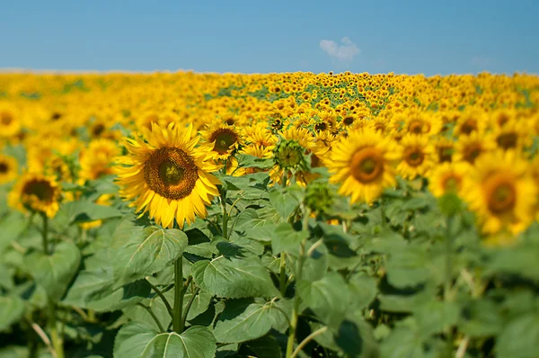 stock image Sunflower field