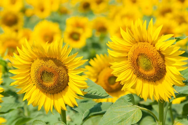 Stock image Sunflower field