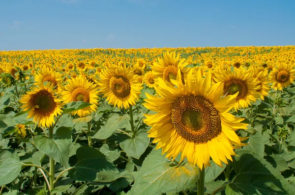 stock image Sunflower field