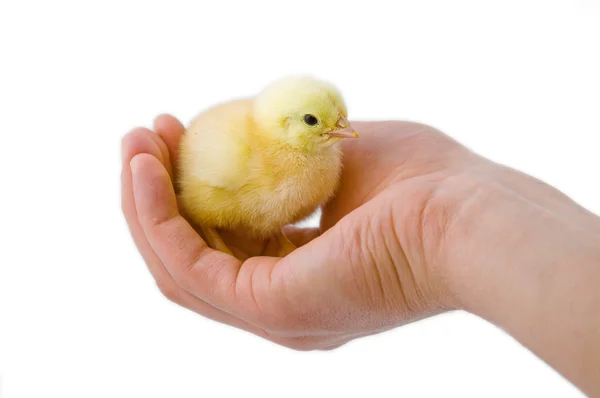 Stock image Cute little chicken