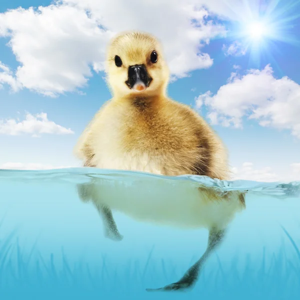 Pequena gosling — Fotografia de Stock