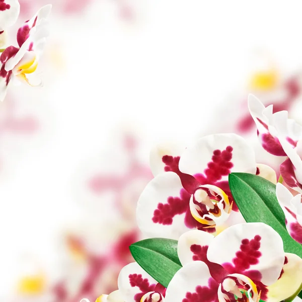 蘭の花 — ストック写真