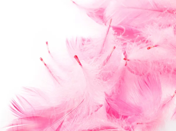 Růžové peří — Stock fotografie