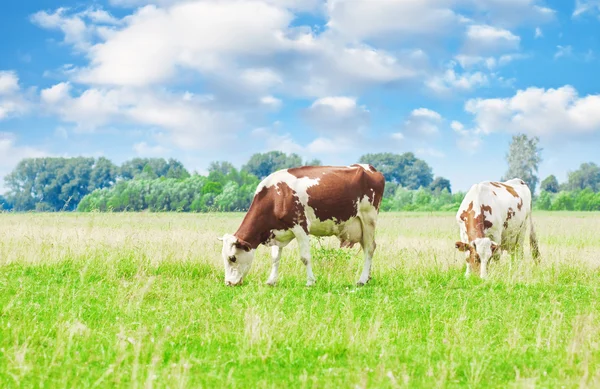 Pâturage des vaches — Photo