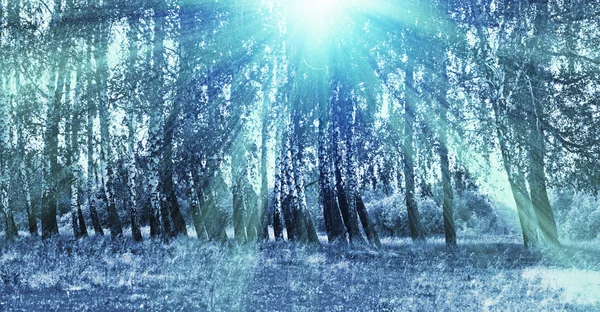 Brzozowy las — Zdjęcie stockowe