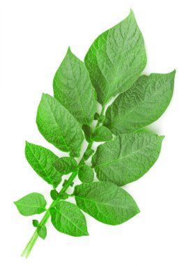 Potato leaf clipart