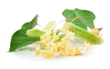 Linden flowers clipart