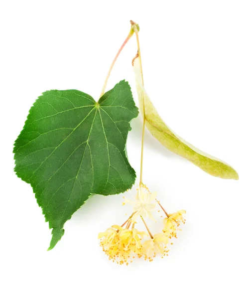Linden flowers Royalty Free Stock Images