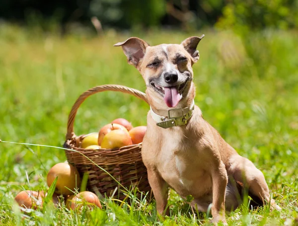 stock image Toy Terrier