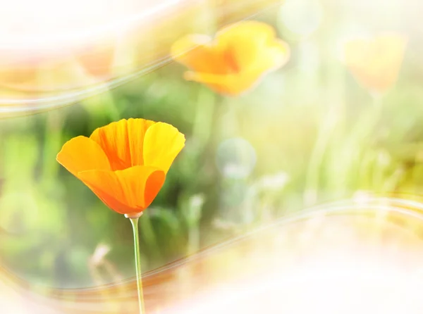 Poppy bloemen — Stockfoto