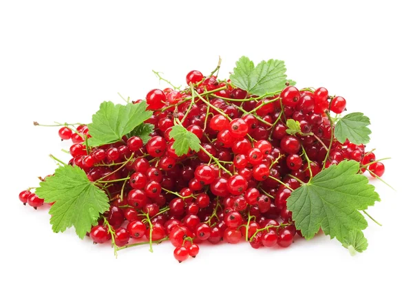stock image Red currant