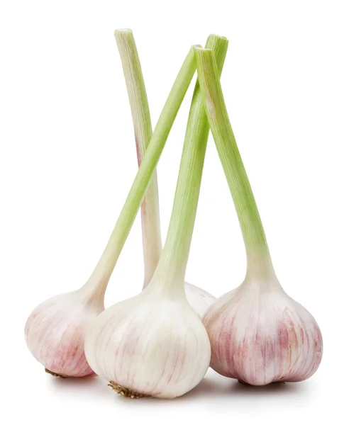 Garlics ізольовані — стокове фото