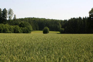 Bir tarladaki ağaç