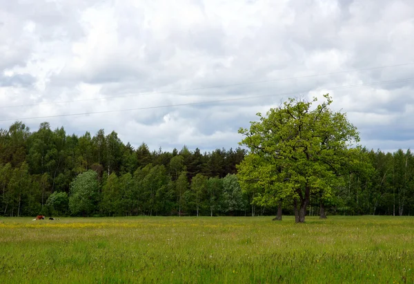Лес и дерево — стоковое фото