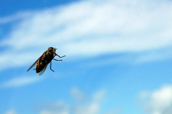 Пчела и небо — стоковое фото