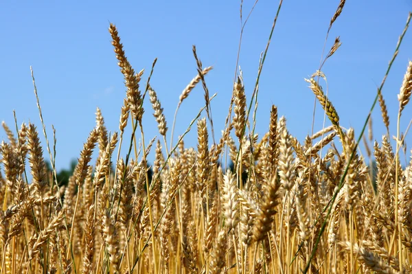 stock image Wheat field and blue sky