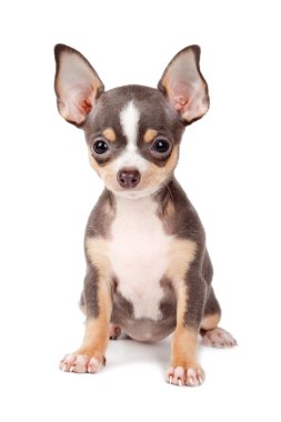 Puppy Chihuahua clipart