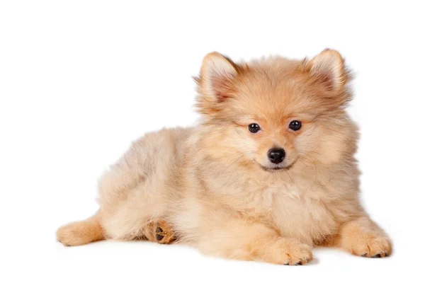 Cute puppy psa — Zdjęcie stockowe