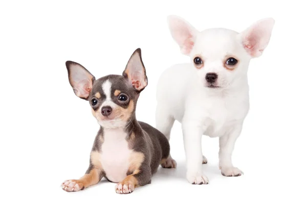 Chihuahuas bonito — Fotografia de Stock