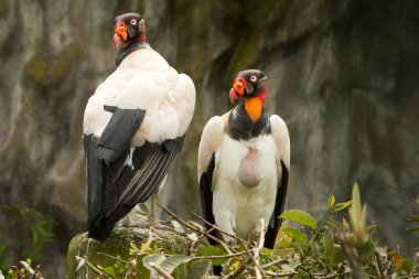 King And Queen Vultures Birds