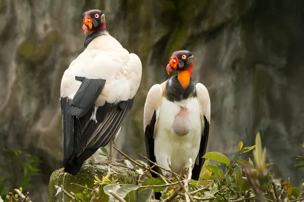 King And Queen Vultures Birds — Stock Photo, Image